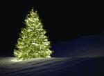 view large image and full details for Illuminated Tree MOA050AB